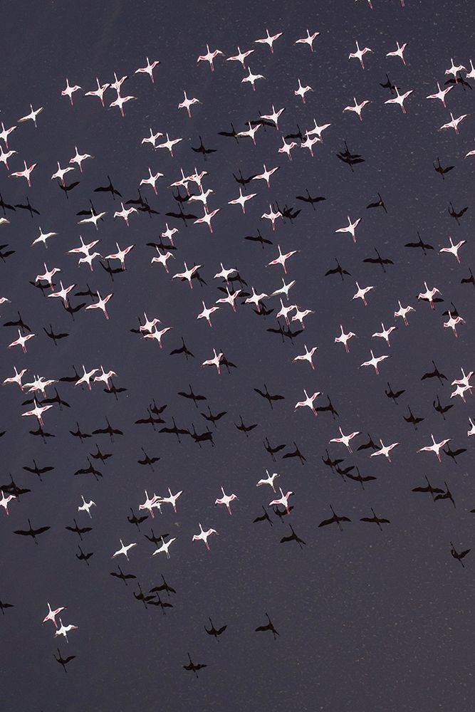 Africa-Tanzania-Aerial view of flock of Lesser Flamingos taking flight above shallow salt waters